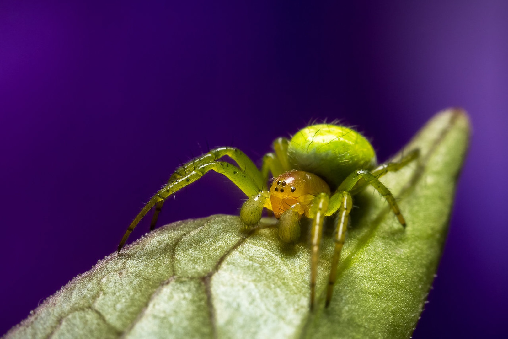 Araniella cucurbitina by Tomaž K.
