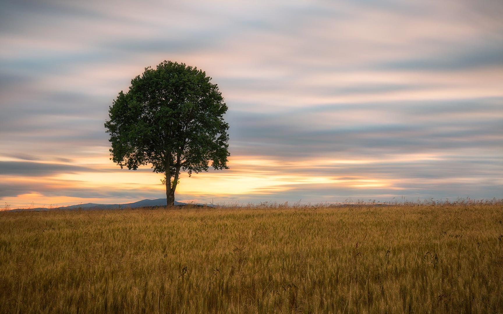 Lonely tree by Tomaž K.