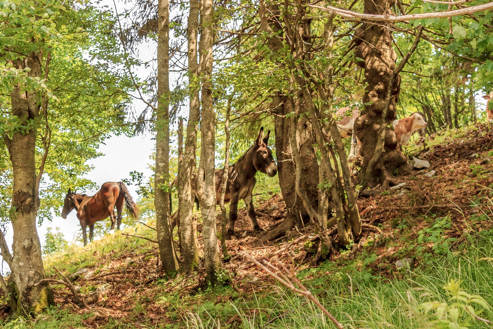 Na planini je lepo... by kelboj