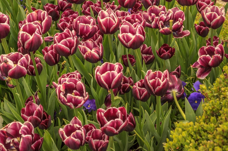 tulipani by kelboj