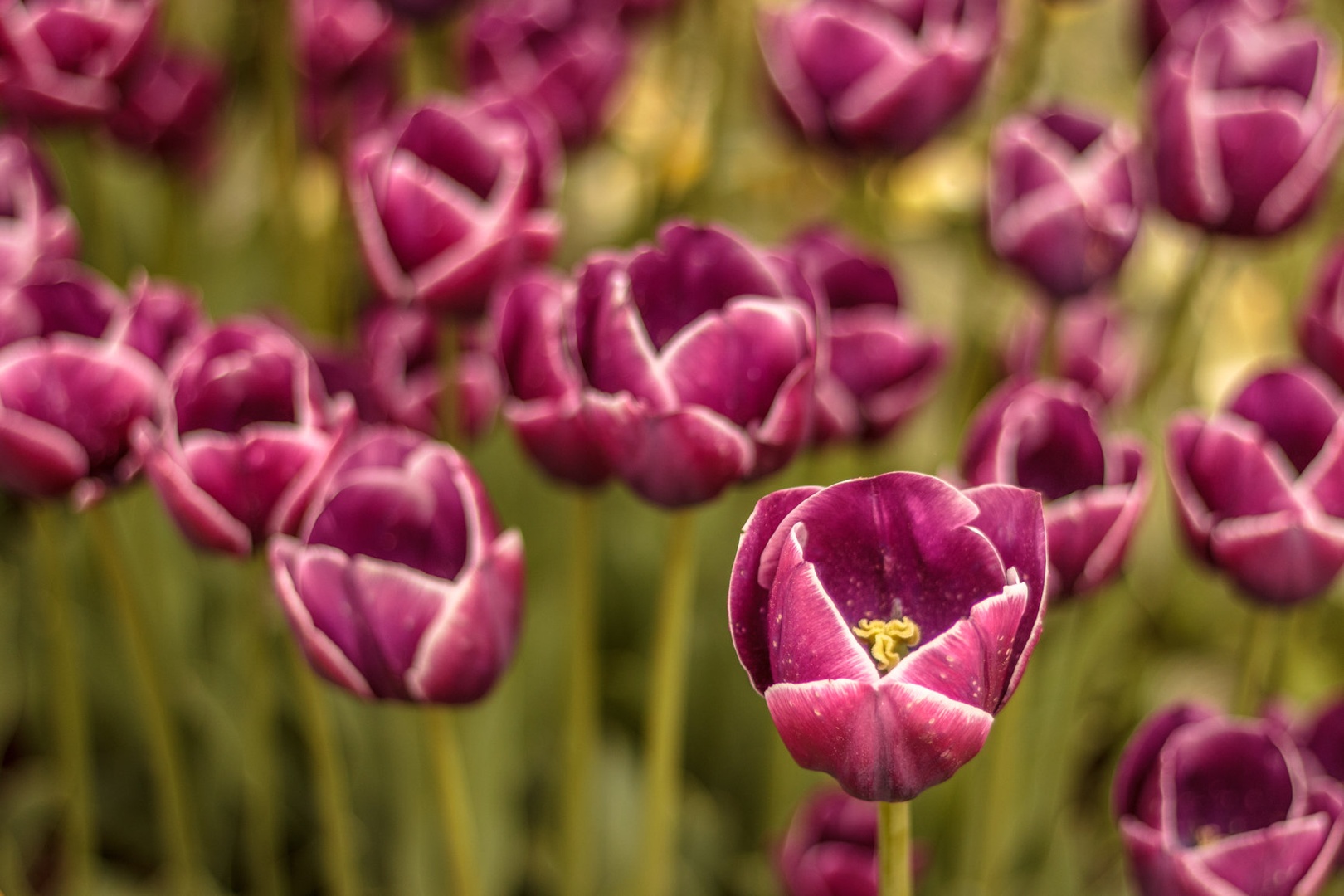 tulipani by kelboj
