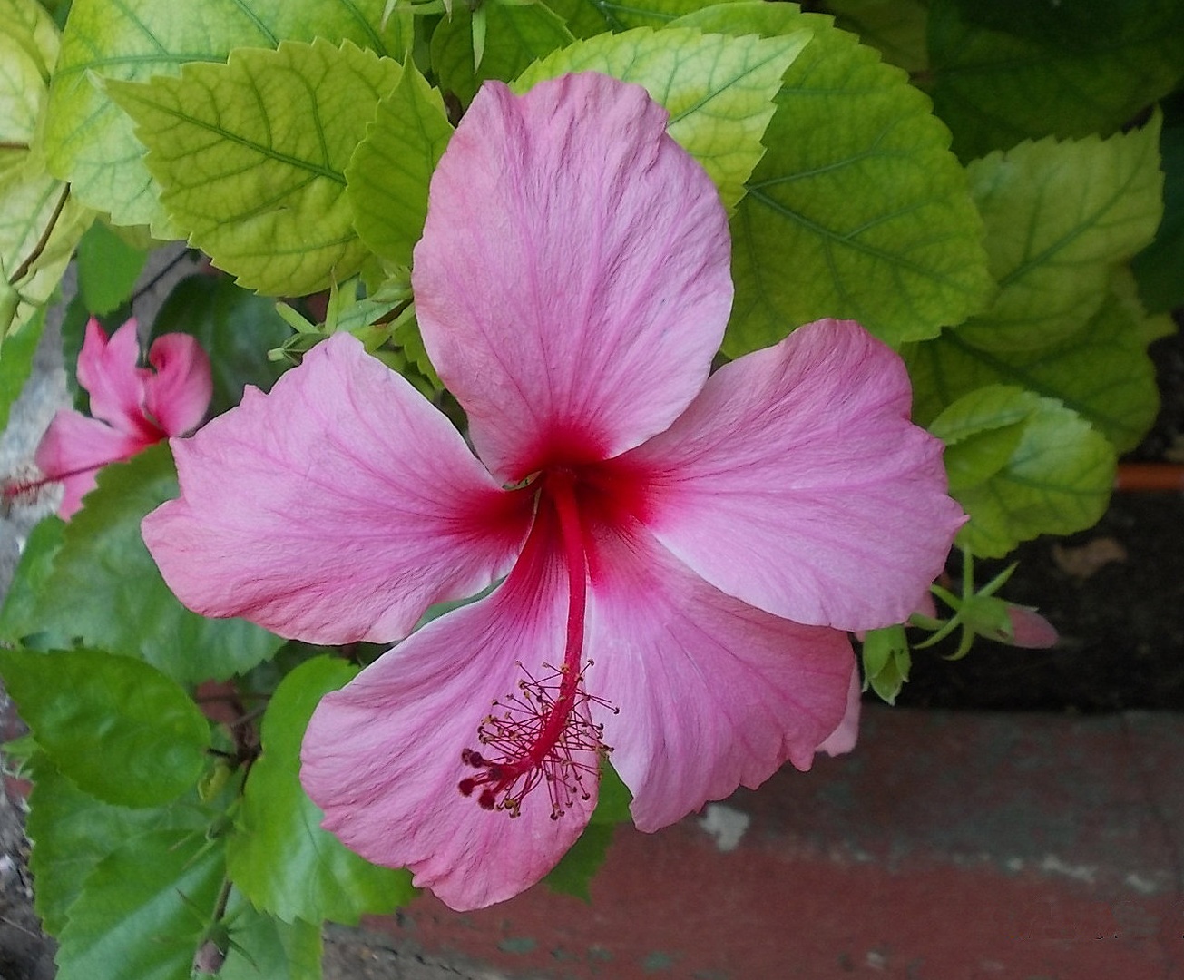 Hibiskusov cvet by ponytail