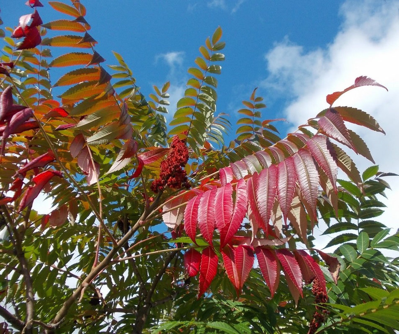 Sumac by ponytail