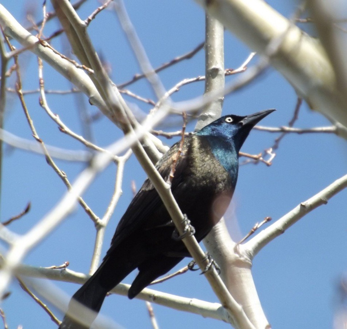 Quiscalus quiscula (Common grackle) by ponytail
