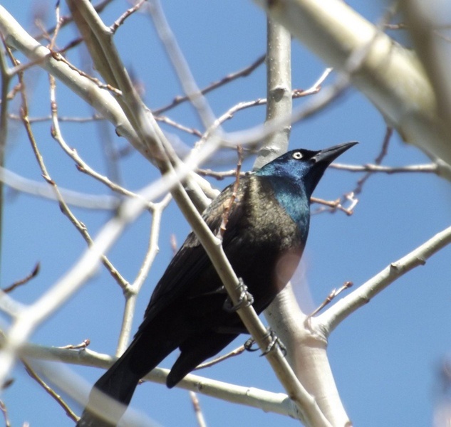 Quiscalus quiscula (Common grackle) by ponytail