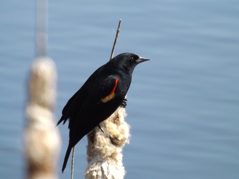 Agelaius phoeniceus (Red winged blackbird) by ponytail