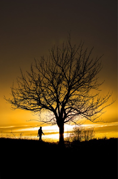 Tree whisperer by Tadej Turk