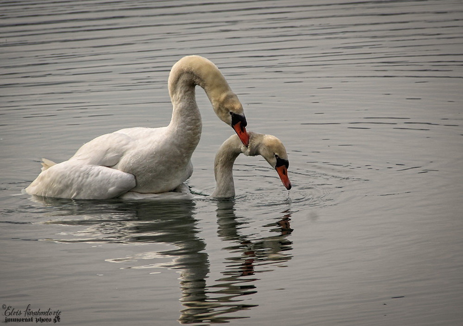 Swan Love by Elvis Karahmetovič