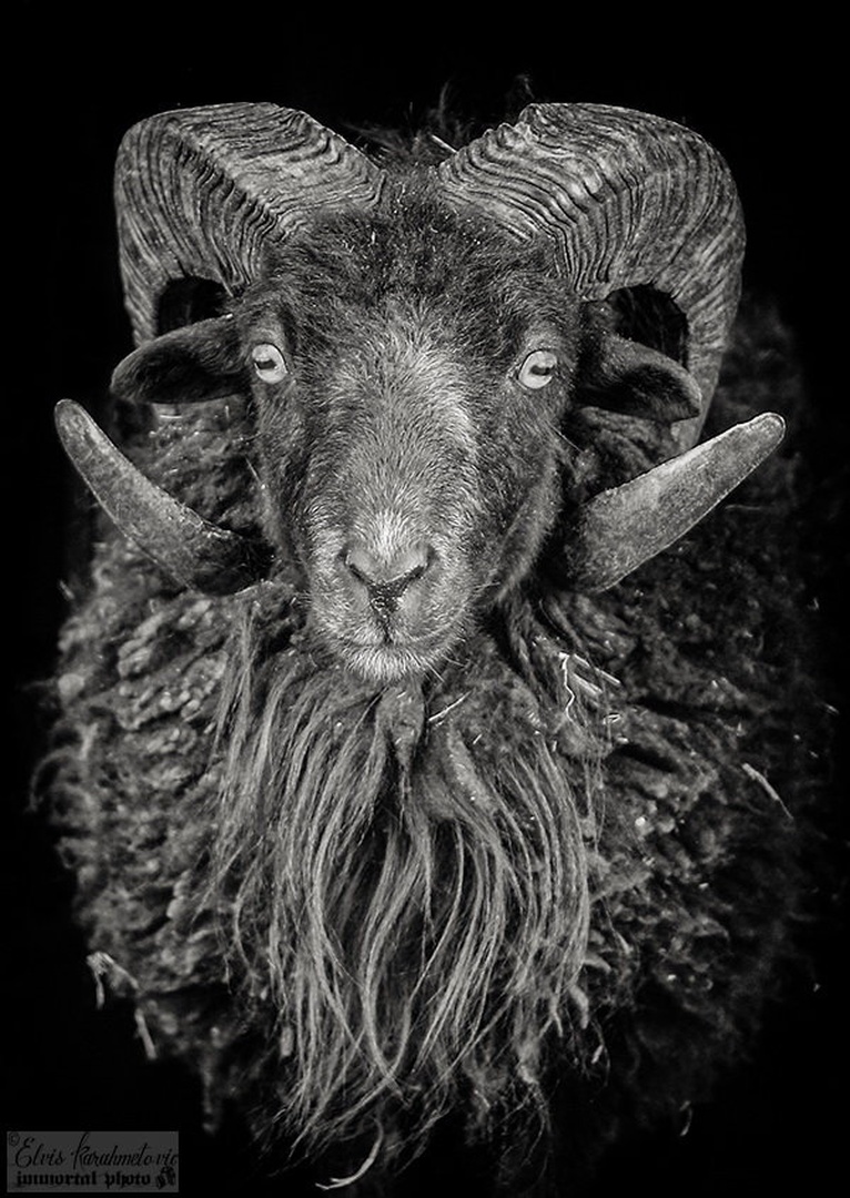 Aries by Elvis Karahmetovič