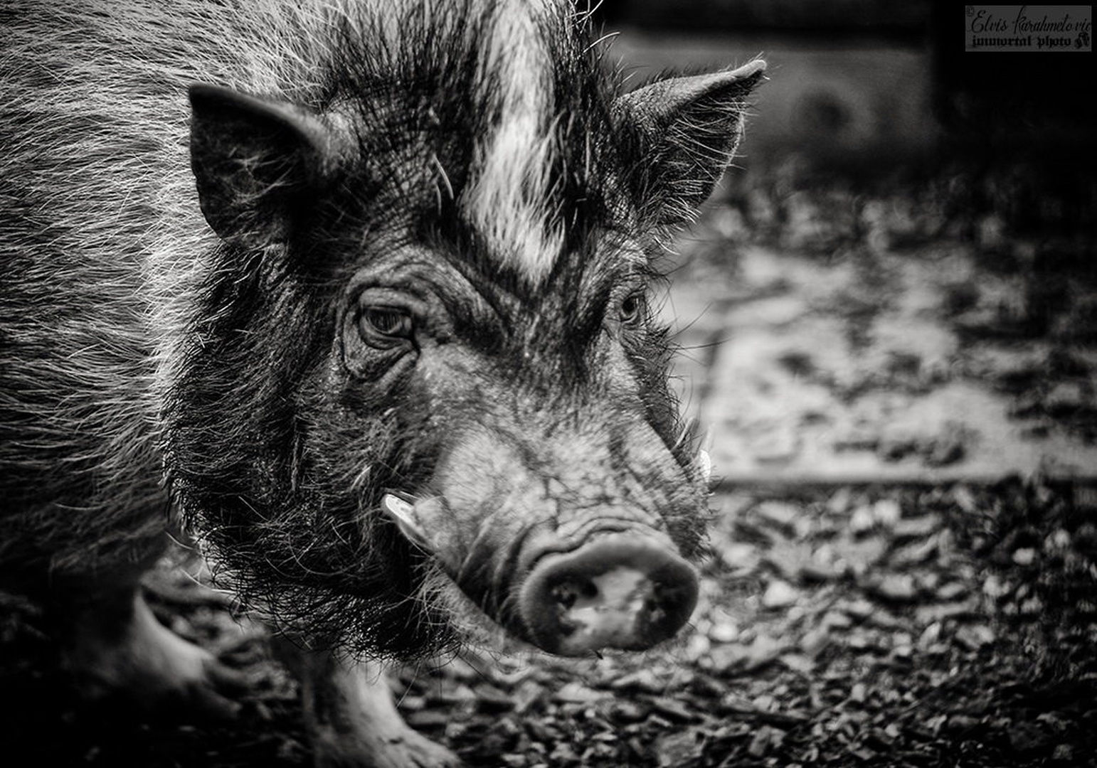 Old & Tired by Elvis Karahmetovič