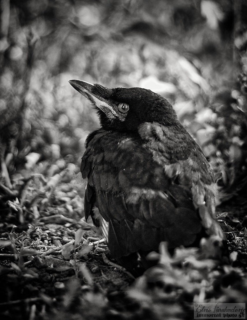 Baby Crow by Elvis Karahmetovič