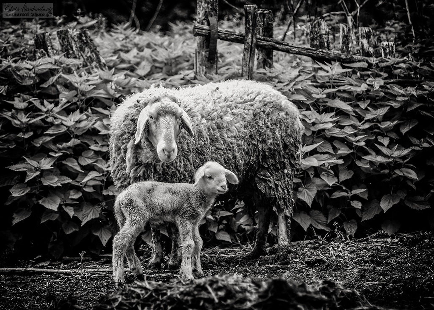 Me & My Mom by Elvis Karahmetovič