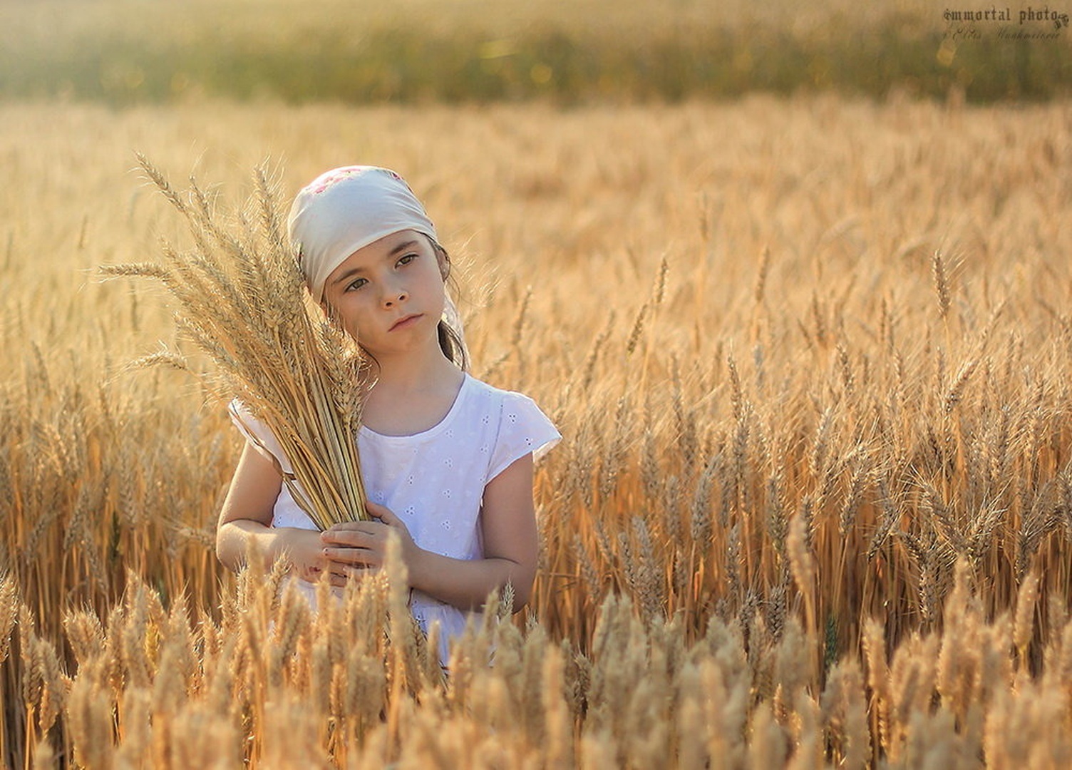 Wheatfield by Elvis Karahmetovič