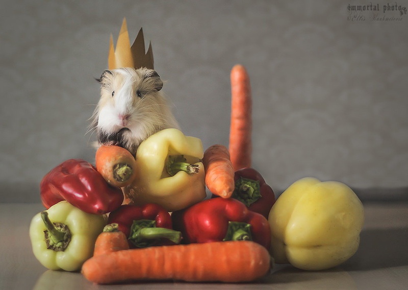 Vegetable Throne by Elvis Karahmetovič