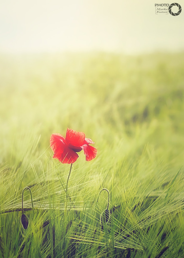 Papaver in sunset by Marko Katan