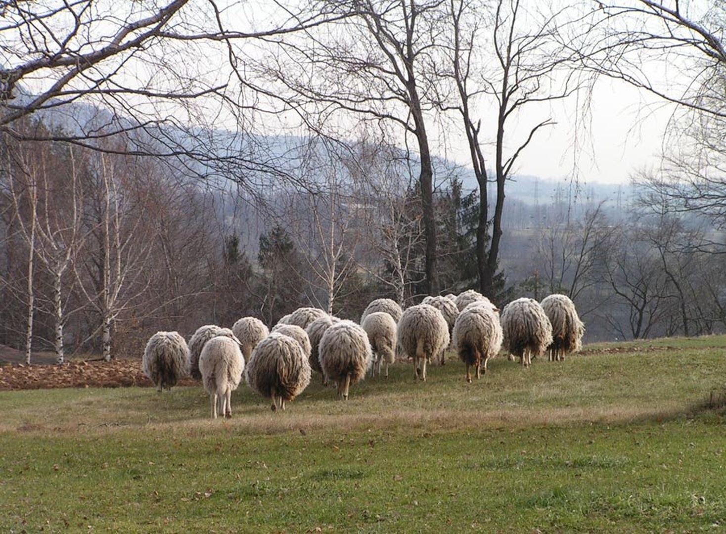 Čreda by