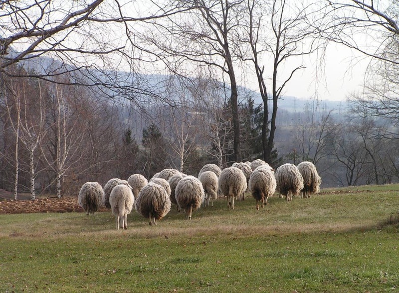 Čreda by Neva