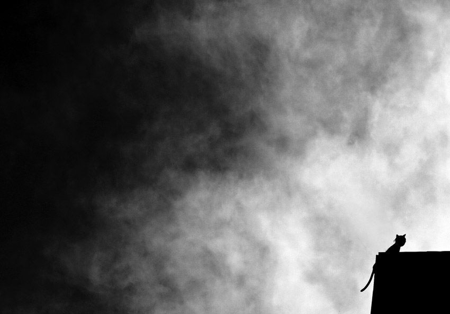 Cat on a Hot Tin Roof by Marek