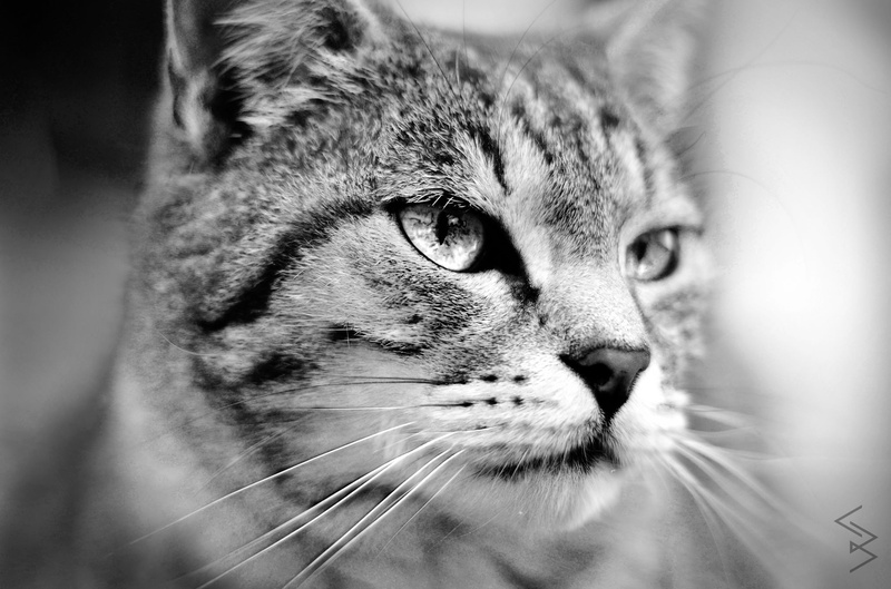 meow. by Bernarda C.