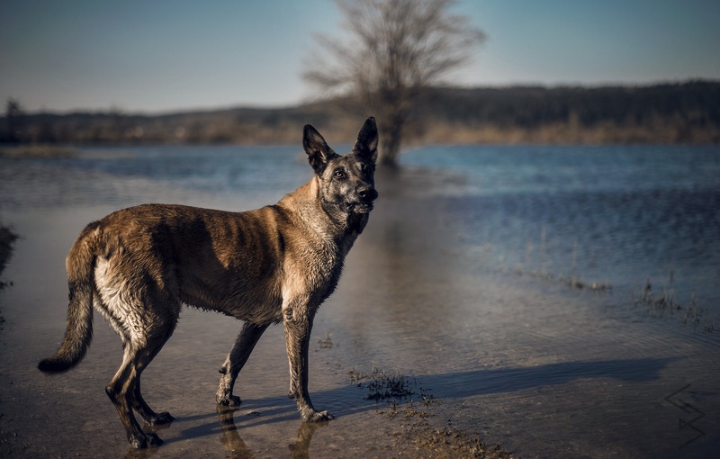 woof by Bernarda C.