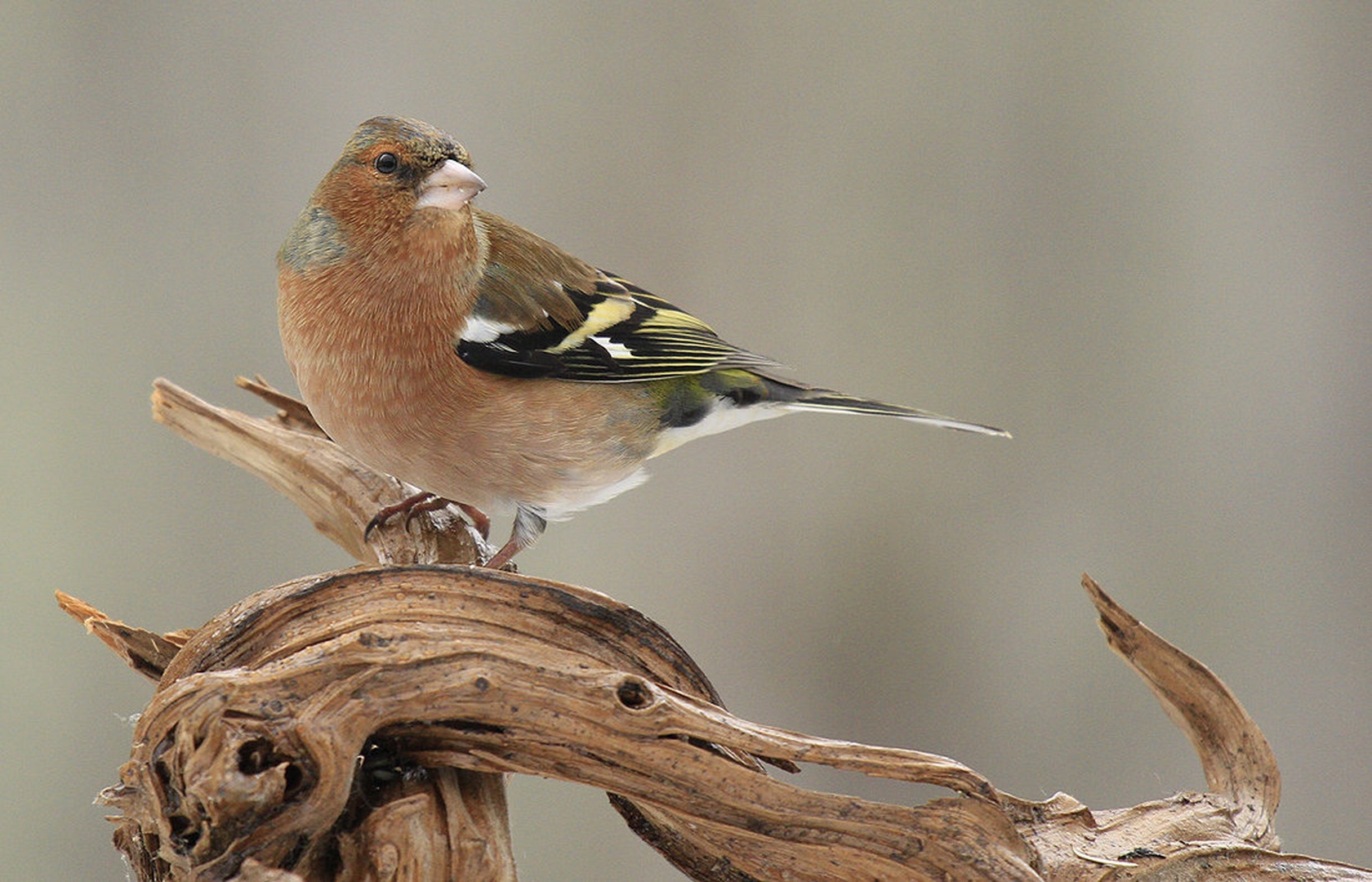 Ščinkavec (Fringilla coelebs) by Boprima