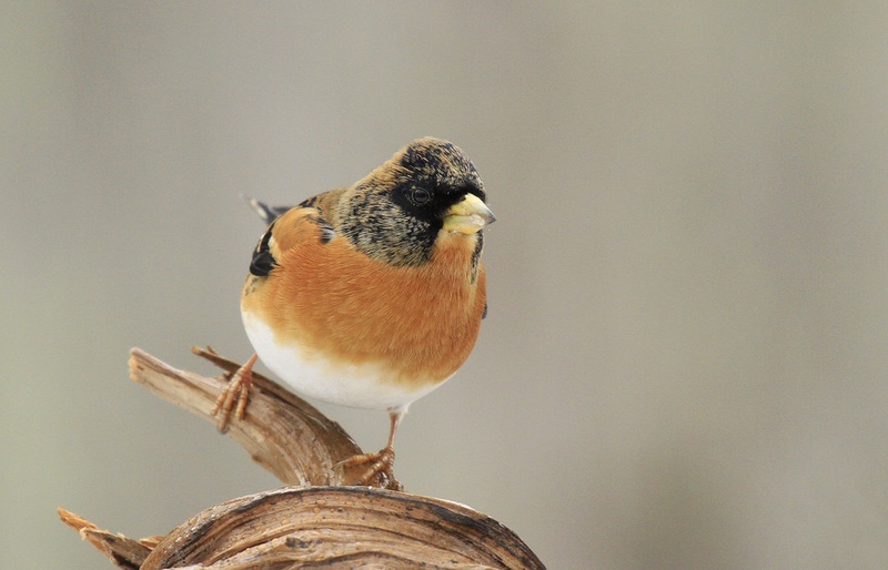 Fringilla montifringilla by Boprima