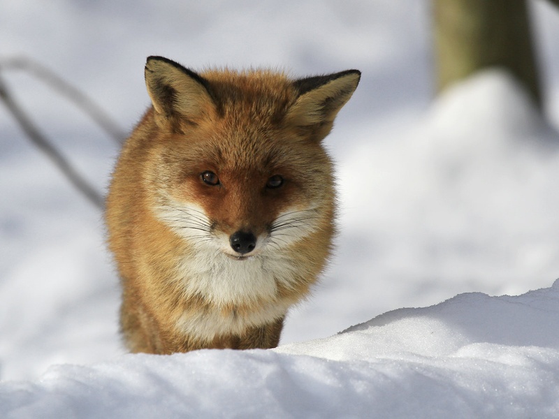 Vulpes vulpes by Boprima