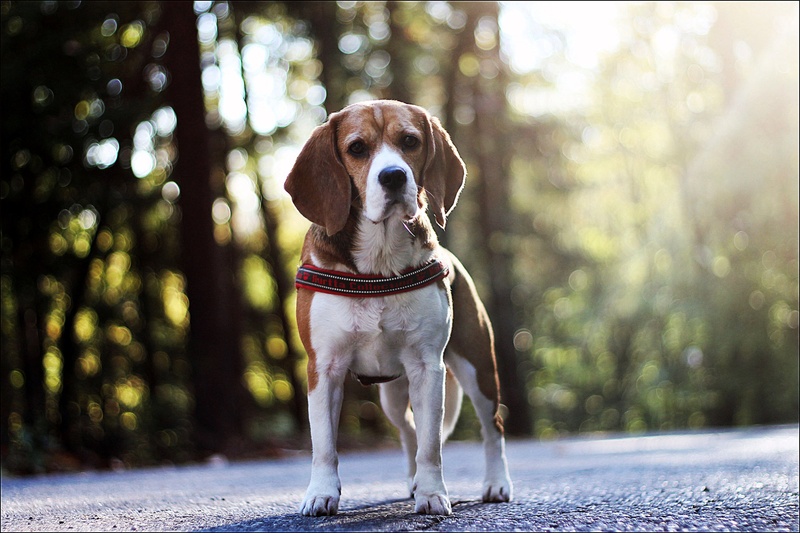 Beagle Dona by Anja Horvat