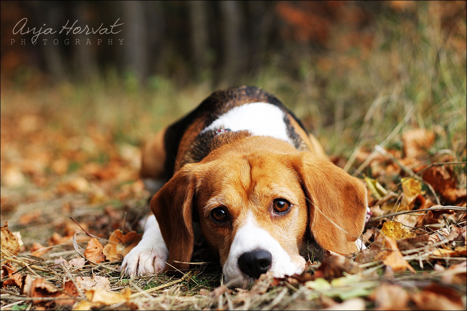 Beagle Dona by Anja Horvat