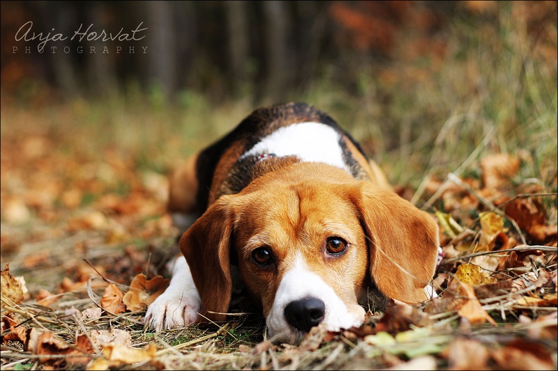 Beagle Dona by Anja Horvat