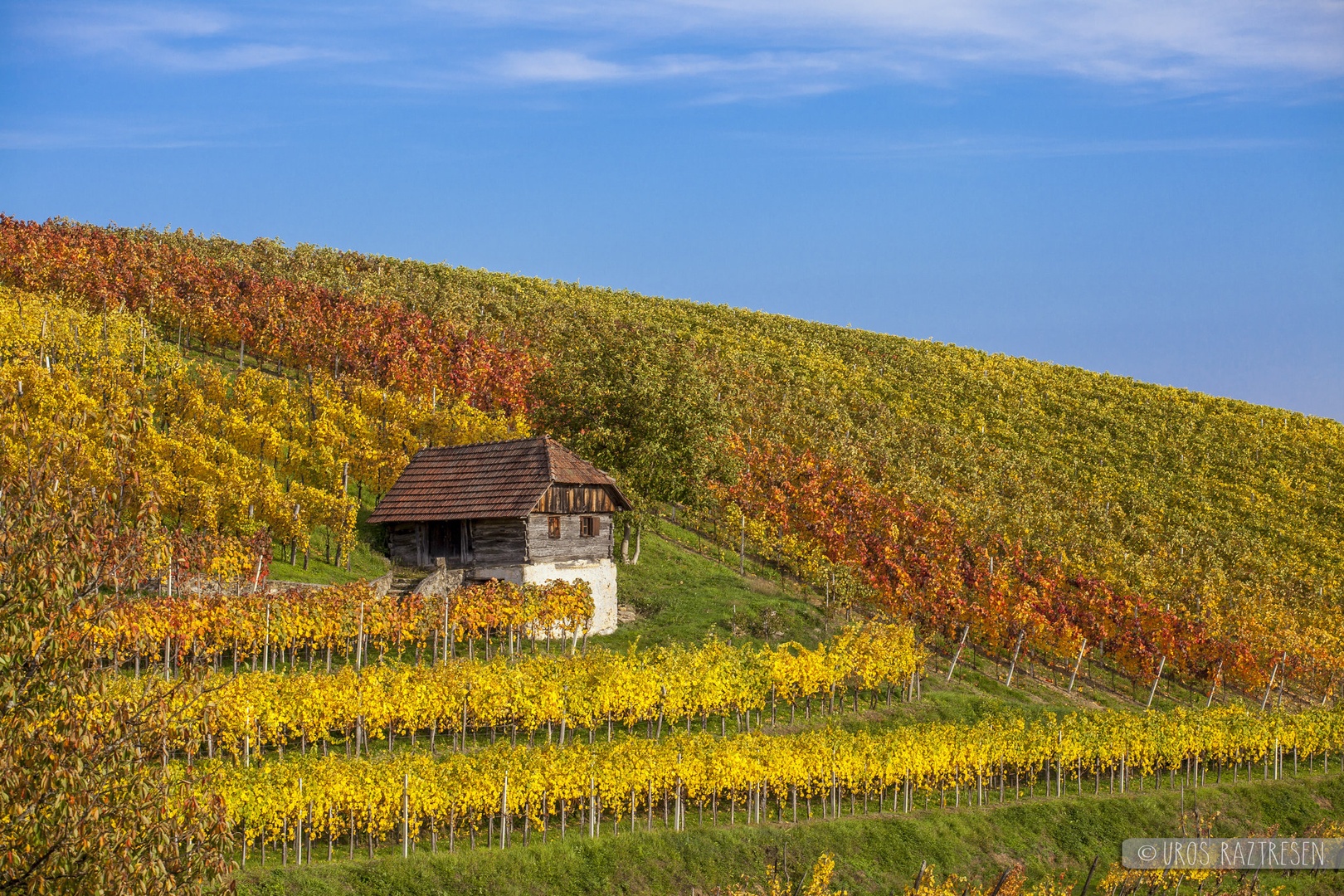 Zidanica med vinogradi by urosfri