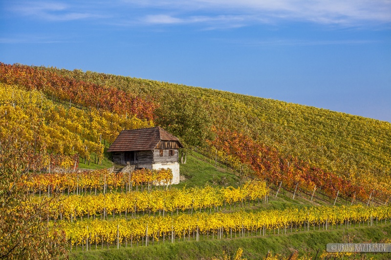 Zidanica med vinogradi by urosfri