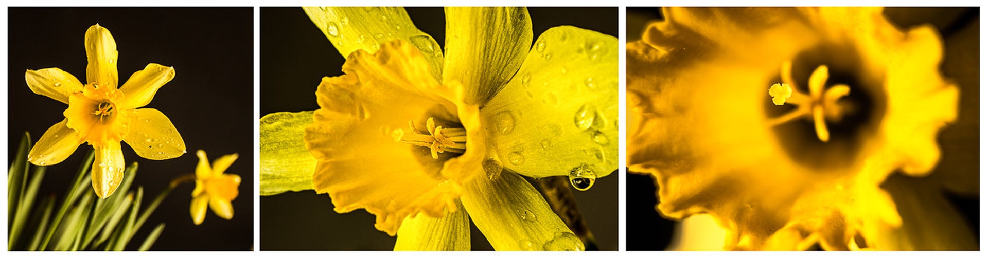 Triptih za narciso by Georg Fugina