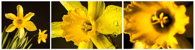 Triptih za narciso by Georg Fugina