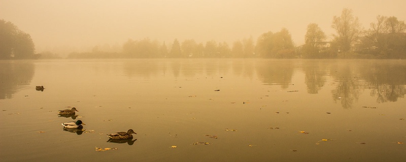 Megleno jutro by Georg Fugina
