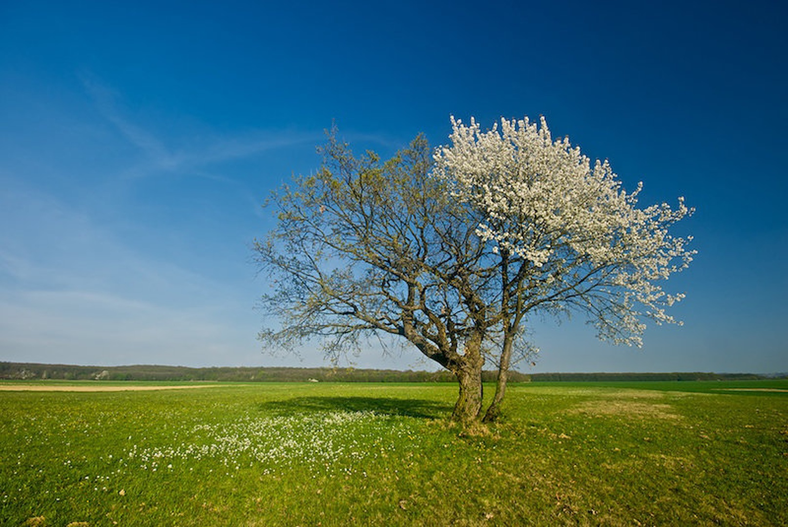 Halfspring by Aleš Gjerkeš
