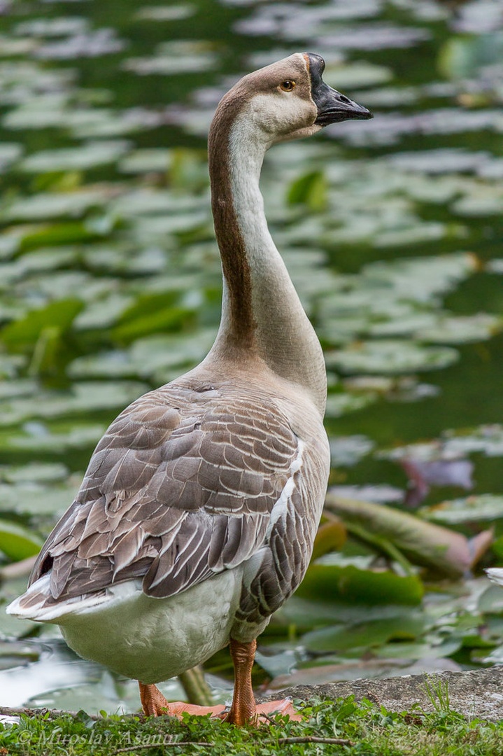 ... by Miroslav Ašanin