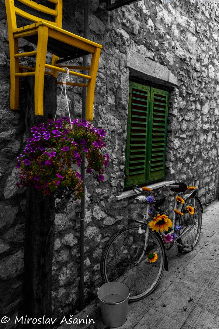 Color Splash by Miroslav Ašanin