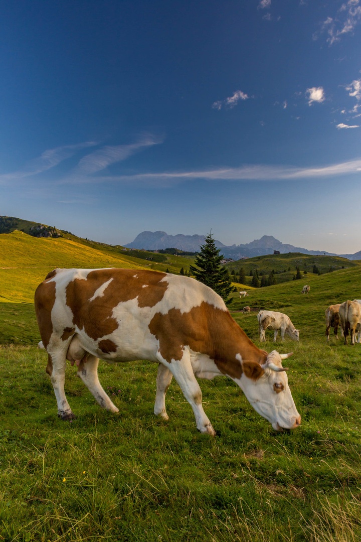 velika planina by Miroslav Ašanin
