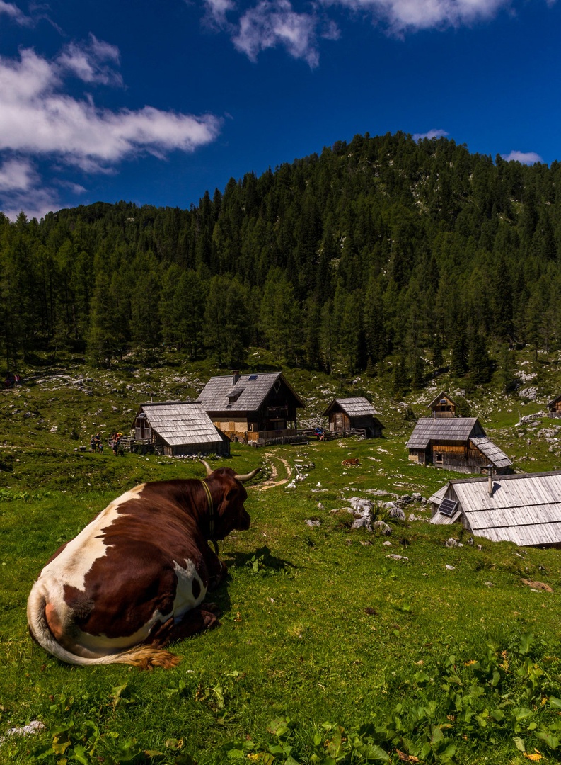 Planina Dedno Polje by Miroslav Ašanin