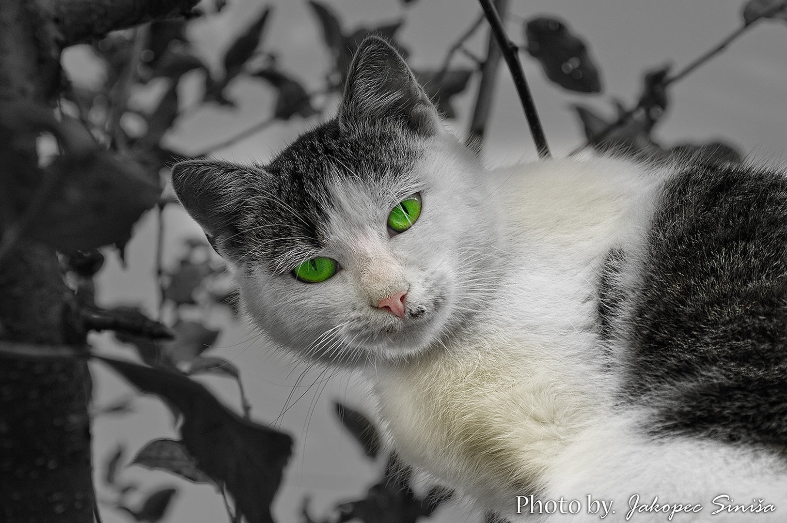 Green eyes by Siniša Jakopec