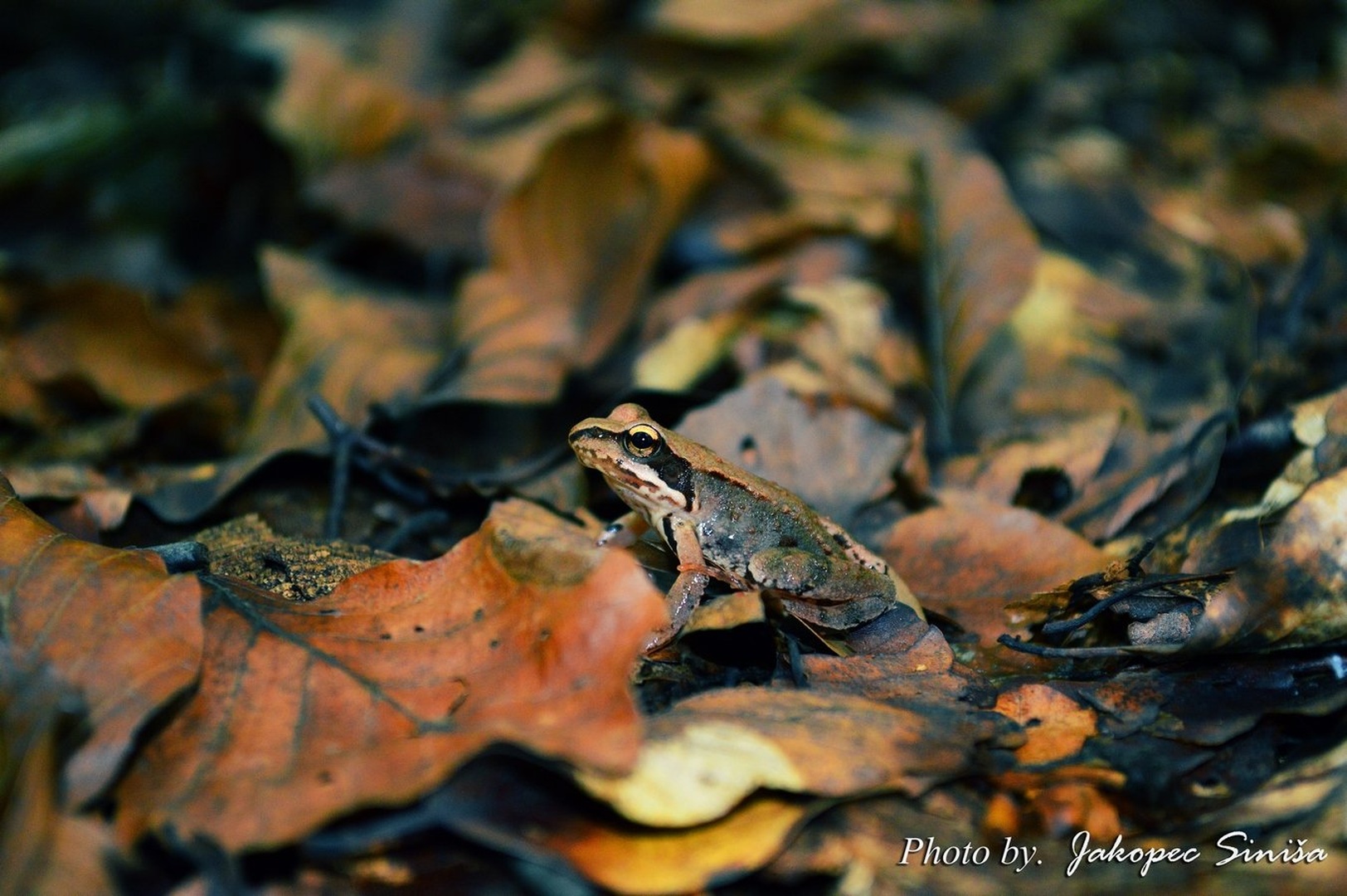 Brown frog by Siniša Jakopec