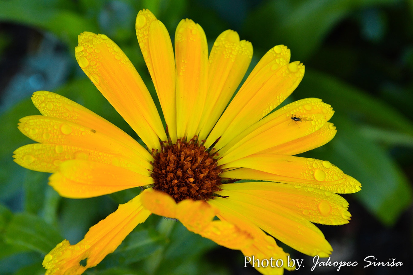 Dewy yellow flower by Siniša Jakopec