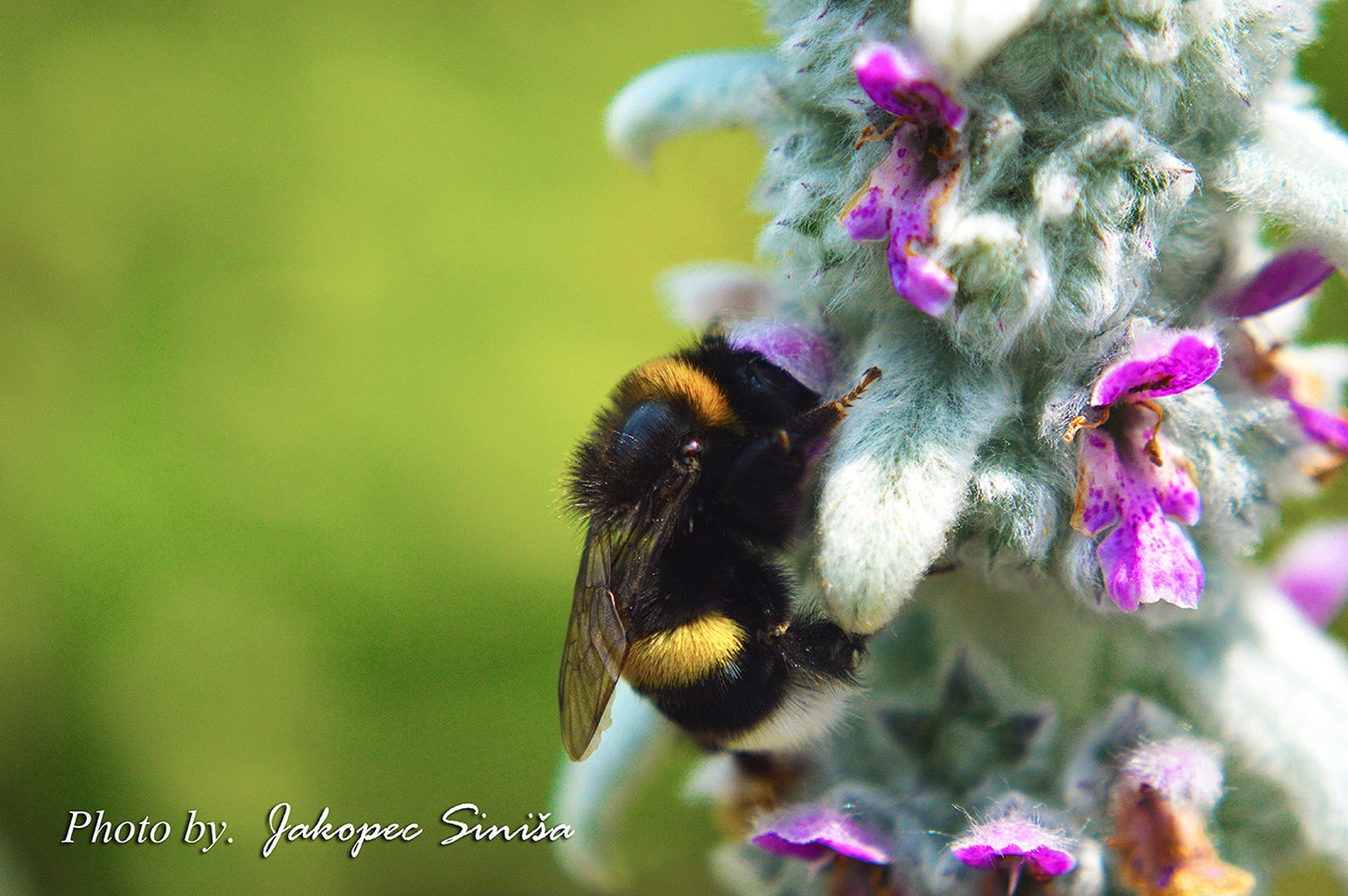 Bee by Siniša Jakopec