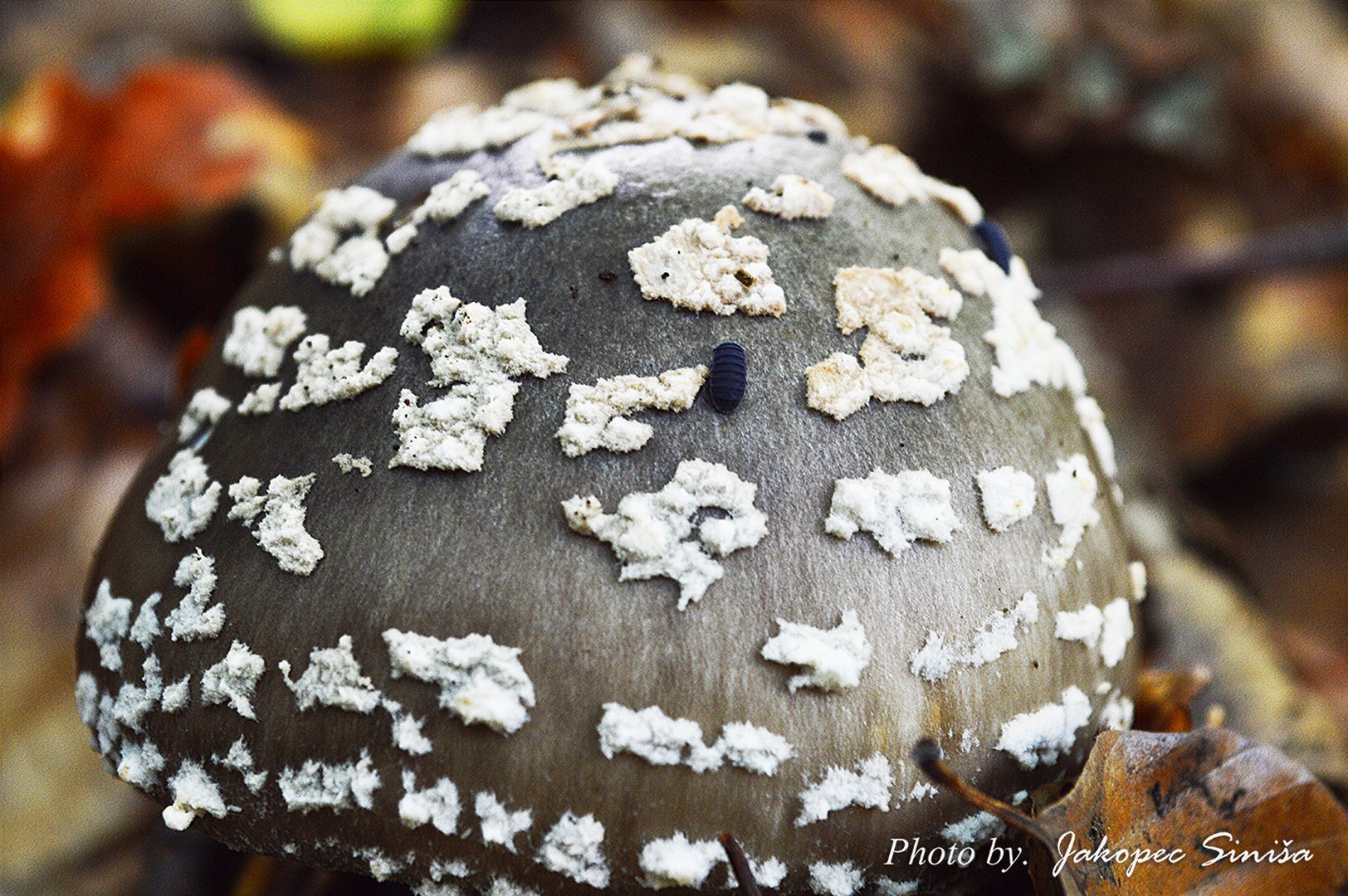 Mushroom and beetle by Siniša Jakopec
