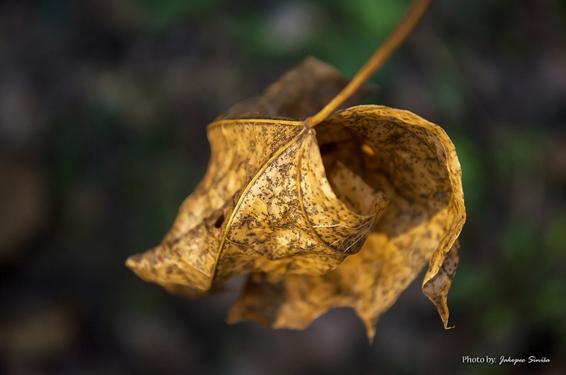 leaf in winter by Siniša Jakopec