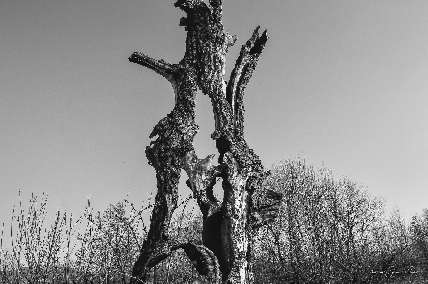 Old trees by Siniša Jakopec