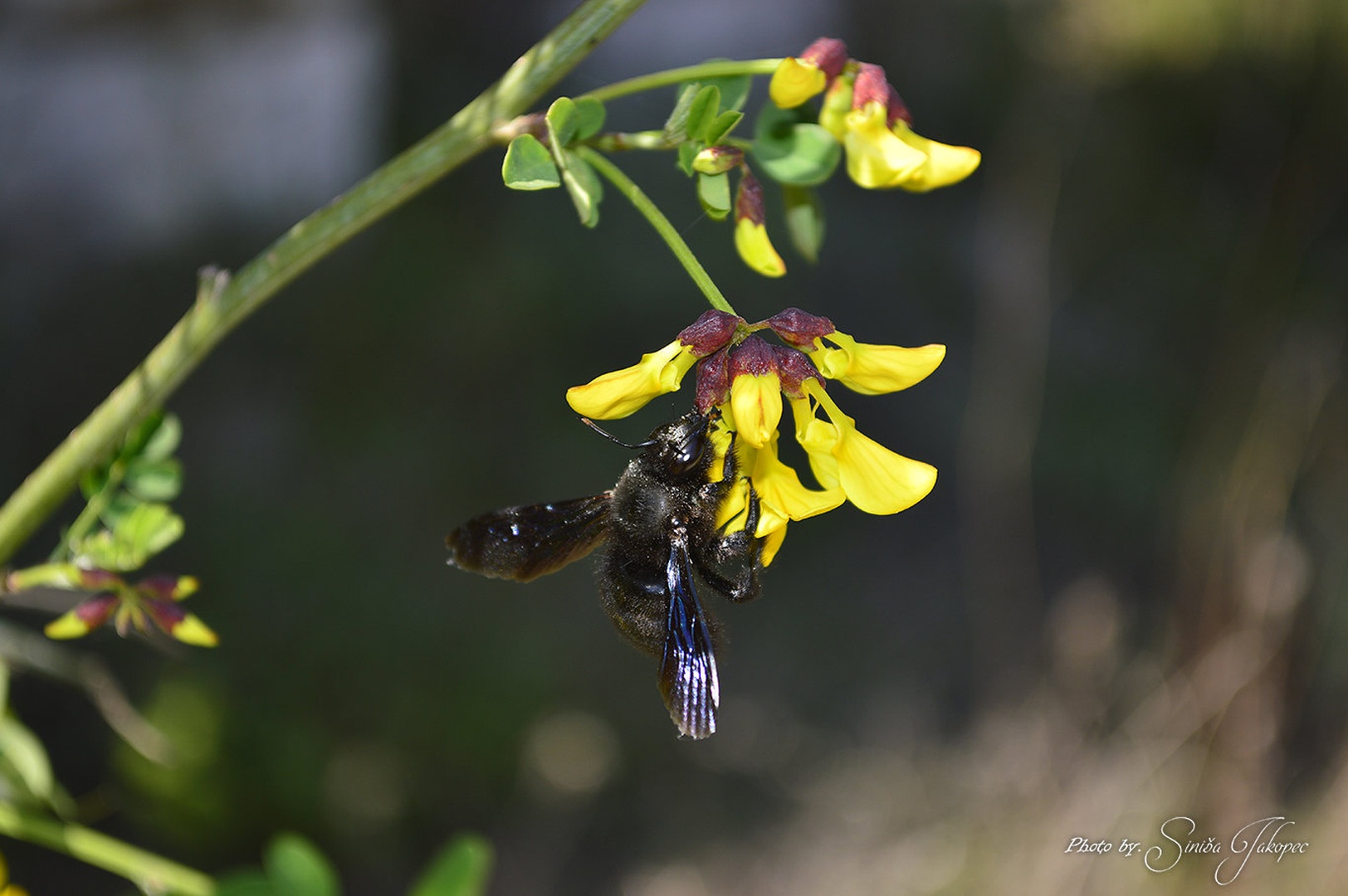 yellow and black by Siniša Jakopec