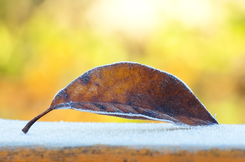 first frost by Siniša Jakopec