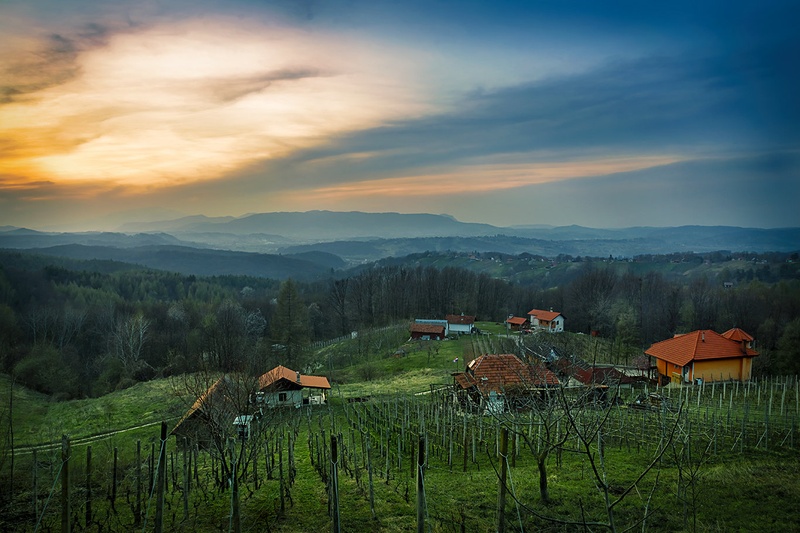 Vinograd by Siniša Jakopec